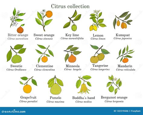 Set Of Different Citrus Branches With Fruits And Leaves Stock Vector
