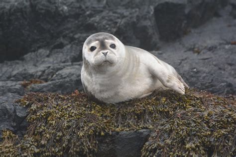 phoques Saint Pierre et Miquelon Compteur Biodiversité Outre mer