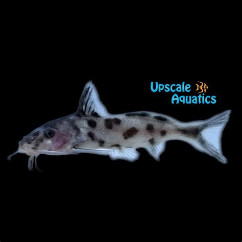 White Synodontis Polli Upscale Aquatics
