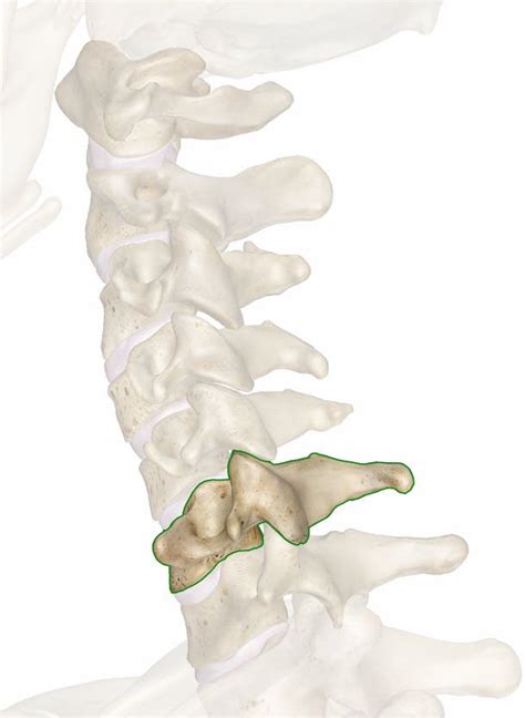 C6 6th Cervical Vertebra Anatomy Pictures And Information