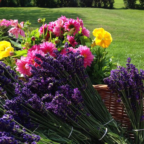 Lavender Use #6 – Weddings & Parties – Moore Manor Lavender