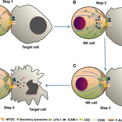 | Schematic representation of natural killer (NK) cell activating ... 
