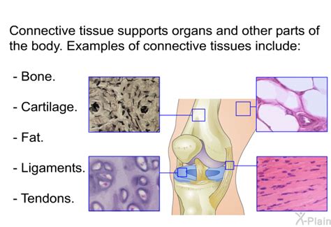connective tissues   body