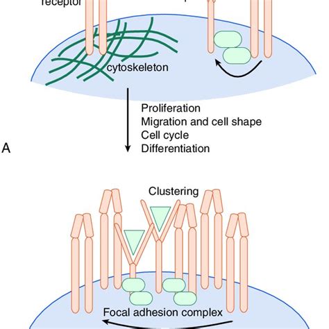 Growth Factor Signaling Regulation By Integrins A Tissue Stiffness