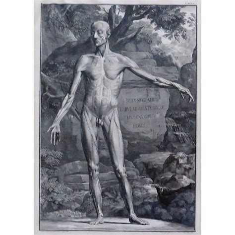 Set Of Antique Th C Nude Male Anatomy Engravings Framed B S Albini Jan Wandelaar Lobo
