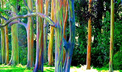 Rainbow Eucalyptus What Determines Its Particular Color