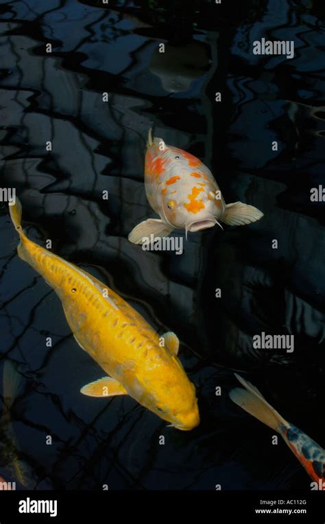 Underwater Carp Hi Res Stock Photography And Images Alamy