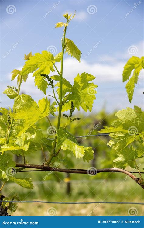 Bunch Of Grapes With Small Grape Pergola Fruits At Spring Closeup