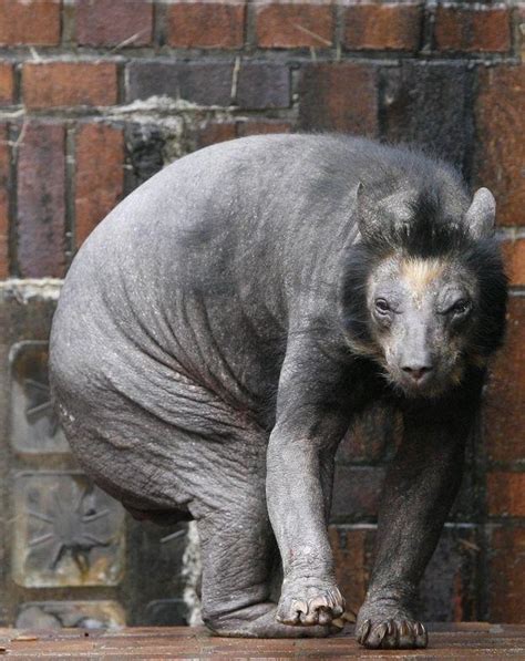 Bear With No Hair