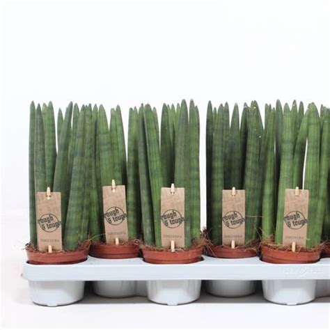 Sansevieria Cylindrica Straight Plant Wholesale Floraccess