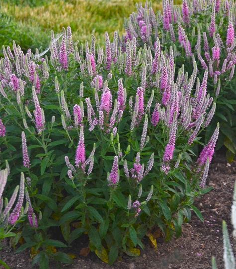 Veronica Hybrid Magic Show® Pink Potion Pink Potion Spike Speedwell