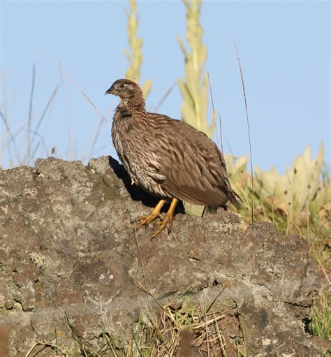 The Birdist: Hawaiian Birds and Wildlife Mega Photo Post