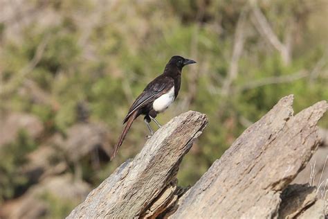 Birds Of Saudi Arabia Sallal Al Dahna
