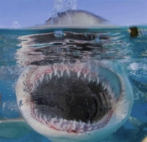 Who can ID this shark based on its teeth : r/SharkLab