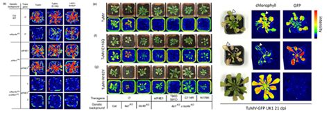 植物荧光活体成像技术及其应用化工仪器网