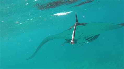 Манты - YouTube