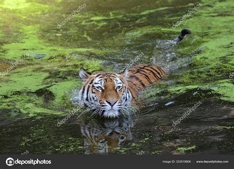 Striped Tiger Animal Predator Wildcat — Stock Photo