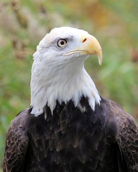 Bald Eagle | Bald eagle, Eagle, Balding