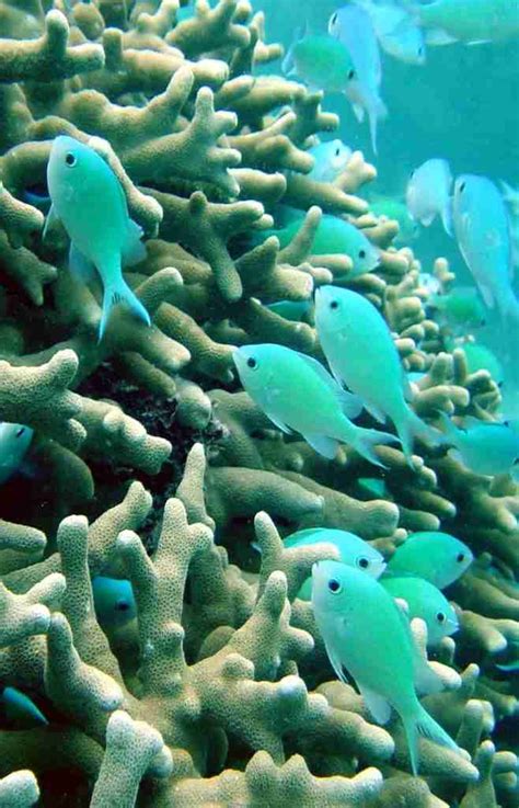 Sataya Dolphin Reef Red Sea Getyourguide