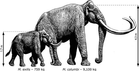 The Mammuthus Exilis, also known as the pygmy mammoth, was a result of ...