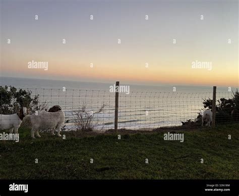 Sunset Goats Of Bournemouth Stock Photo Alamy