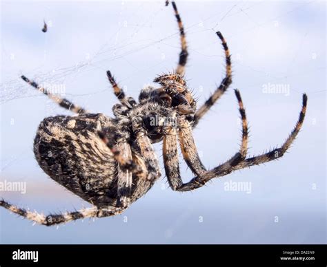 Spinne In Seinem Netz Fotos Und Bildmaterial In Hoher Aufl Sung Alamy