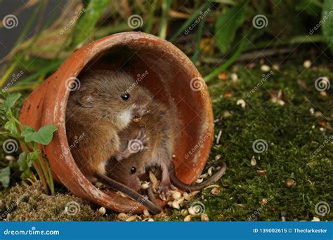 Harvest Mice in Natural Habitat Stock Image - Image of micromys, camera ...