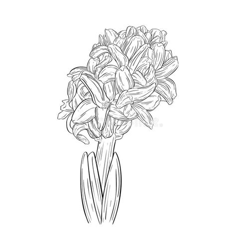 hyacinth ink sketch plant  blossom stock illustration illustration