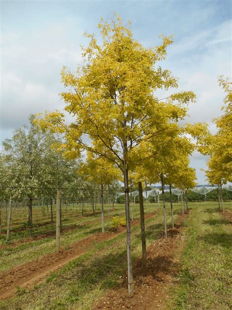 Robinia Pseudoacacia Frisia Guillot Bourne