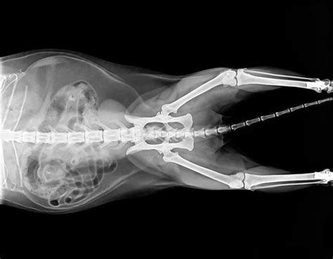 Displasia De Cadera En Gatos Síntomas Y Tratamiento