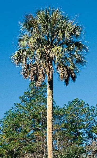 Cabbage Palm Plant