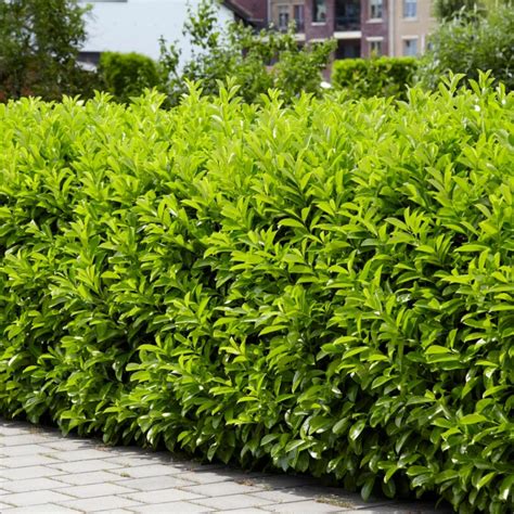 Your Fence is Boring. Here’s How to Turn It Into a Living Wall.