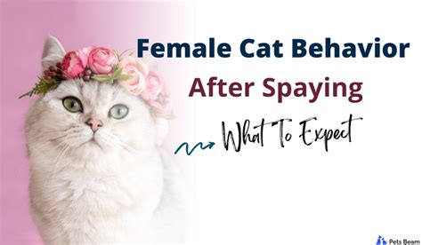 Female Cat Behavior After Spaying (What To Expect) - PetsBeam.com