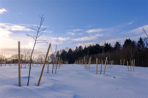 Nature Seedlings Winter Free Photo On Pixabay Pixabay