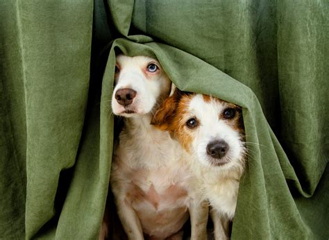 Aggressive Behavior In Golden Retrievers