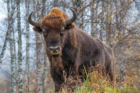 Проект "Красная Книга Краснодарского края" Горный зубр — B.bonasus ...