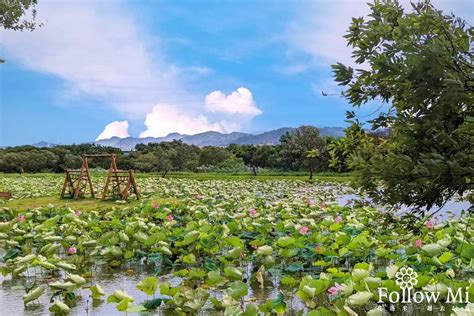 2023新北樹林景點推薦！7處免門票快衝：沐心池、山佳荷花池、潭底公園食尚玩家