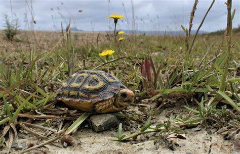 All 39 Different Types Of Tortoises With Photos Wildlifetrip