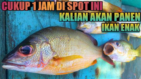 MANCING DI SARANGNYA IKAN KAKAP TOMPEL DI PAGI HARI FULL STRIKE LAGI