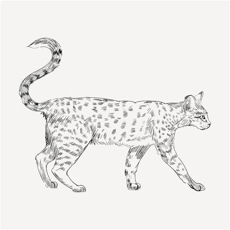 Savannah Cat Animal Illustration Vector Premium Vector Rawpixel