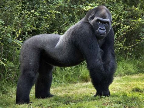 [72+] Gorilla Wallpaper on WallpaperSafari
