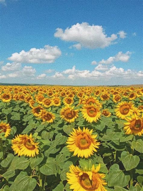 Sunflower Field Sunflower Art Painting Sunflower Fields