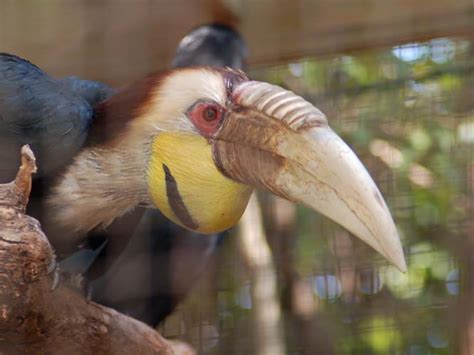 The Online Zoo - Wreathed Hornbill