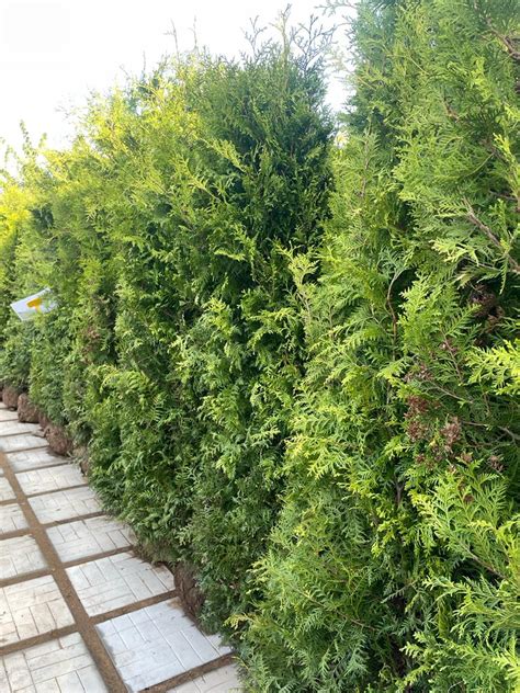 Купить саженцы Туя западная, крупномеры - готовая живая изгородь 🌱 ...