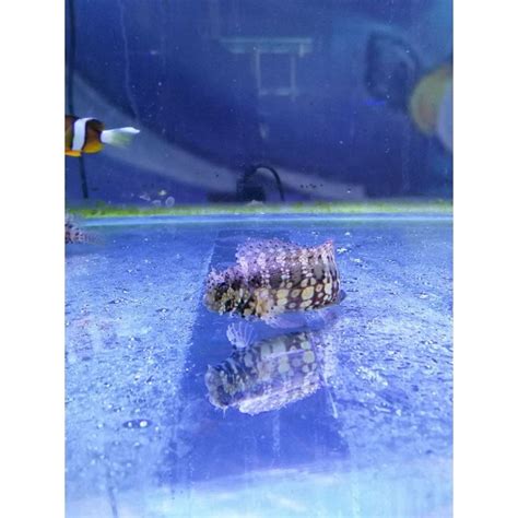 Jual Ikan Hias Air Laut Jabing Glodok Shopee Indonesia