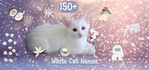 White Cat Names 150 Ideas For Your Kitten