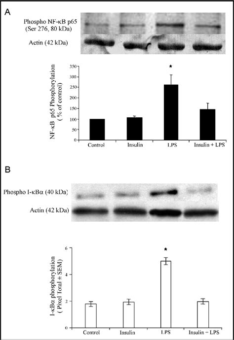 Figure 1 From Insulin Suppresses Lps Induced Inos And Cox 2 Expression