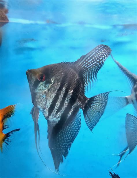 Zebra Lace Angelfish Jc Angelfish