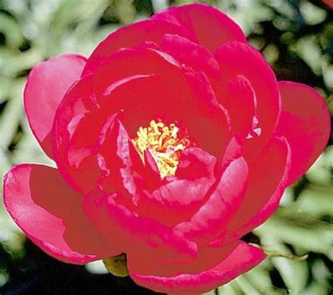 Paeonia Lactiflora Gay Paree Garden Peony Ebert S Greenhouse