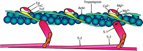 Myosin Crossbridge Activation Of Cardiac Thin Filaments Circulation